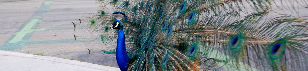 Writing Through Challenges & Change